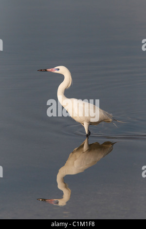 Rötliche Silberreiher (Egretta saniert) White Morph Stockfoto