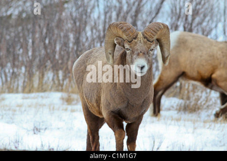 Dickhornschafe ram Stockfoto