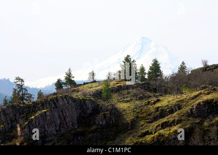 40,251.07210 eine trübe und entfernten schneebedeckten Berg Mt Mount Hood Oregon (11,240 ft) - Höchststand über ein Nadelbaum Baum Bäume überdachten Rocky Ridge Top. Stockfoto