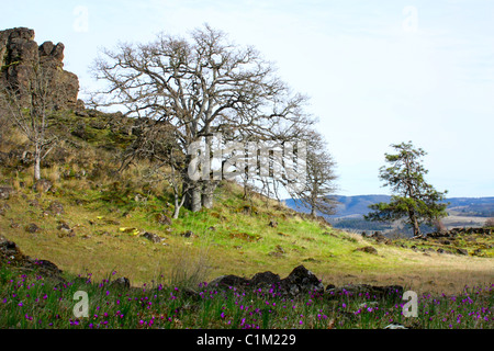 40,251.07382 Gras Witwe (Sisyrinchium maculata), frühen Frühling pink und lavendel Wildblumen unter Felsen und grünen Wiesen wächst. Stockfoto