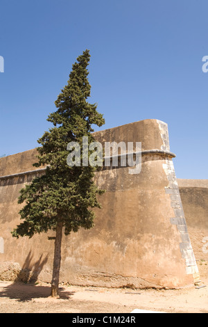 Ein Baum steht vor der Stadtmauer in Lagos an der Algarve, Portugal. Stockfoto