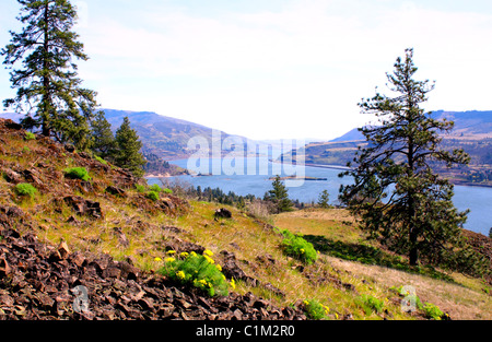 40,256.07557 Ponderosa Bäume, Frühling Wildblumen, Lava Rock die Klippen und Bergrücken des Columbia River Gorge, in der Nähe von Lyle, Washington übersehen Stockfoto