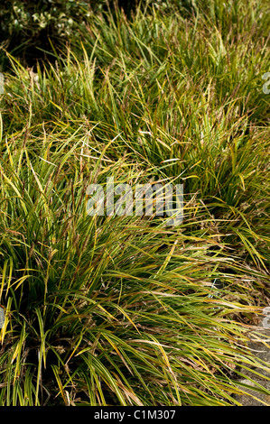 Carex Morrowii 'Variegata', japanische Grass-Segge, im Februar Stockfoto