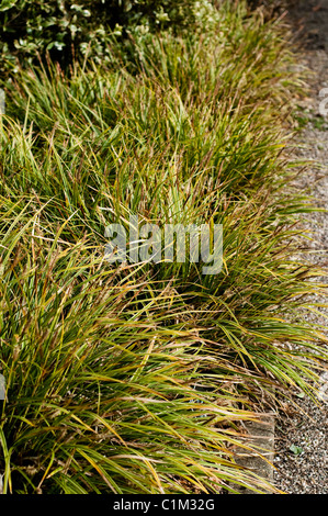 Carex Morrowii 'Variegata', japanische Grass-Segge, im Februar Stockfoto