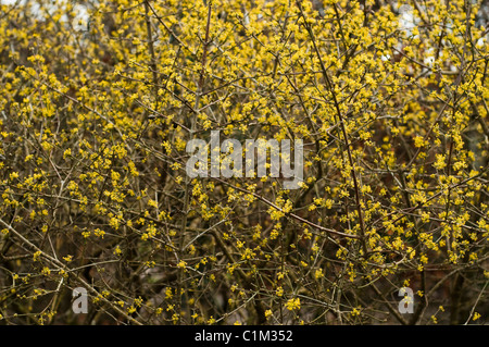 Cornus Mas, Cornelian Cherry in Blüte Stockfoto