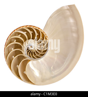 Nautilus-Schale-Abschnitt Stockfoto