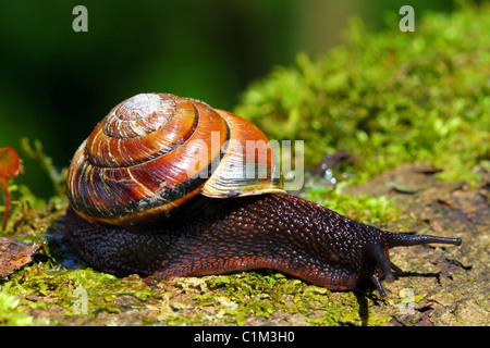 Das seitenband 40,283.08507 Schnecke (Monadenia fidelis infumata) ist eine ziemlich gemeinsame land Schnecke in einigen Der regnerische Gebiete der westlichen Oregon. Stockfoto