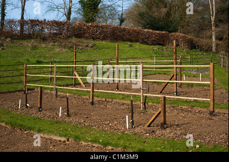 Neu gepflanzte Frucht Training Grenzen im Painswick Rokoko Garden in The Cotswolds Stockfoto