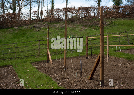 Neu gepflanzte "Coeur de Boeuf" Apfel und rote Johannisbeeren auf eine Schnur in die Frucht Training Grenzen in Painswick Rokoko-Garten Stockfoto