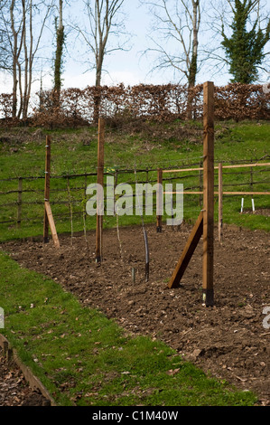 Neu gepflanzte "Coeur de Boeuf" Apfel und rote Johannisbeeren auf eine Schnur in die Frucht Training Grenzen in Painswick Rokoko-Garten Stockfoto