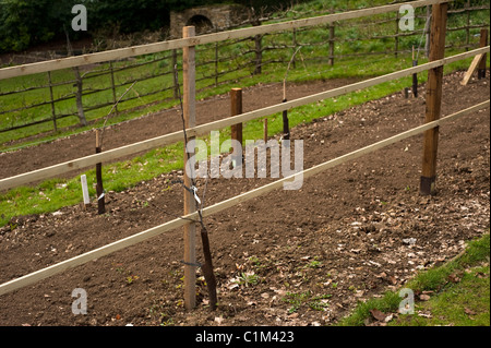 Neu gepflanzte Apple'Rhead fahre "auf ein Spalier in die Frucht Training Grenzen im Painswick Rokoko Garden in The Cotswolds Stockfoto