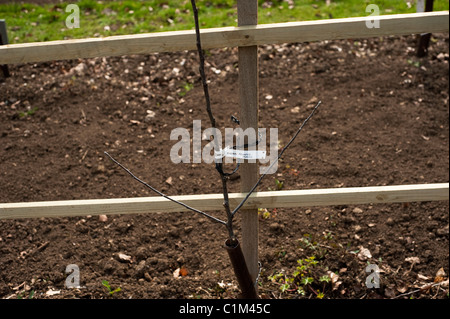 Neu gepflanzte Apple'Rhead fahre "auf ein Spalier in die Frucht Training Grenzen im Painswick Rokoko Garden in The Cotswolds Stockfoto