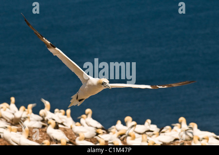 Quebec, Kanada. Nördlichen Tölpelkolonie Ile Bonaventure vor der Küste von Perce. Stockfoto