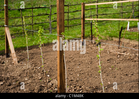 Neu gepflanzte Johannisbeer Sträucher auf eine Schnur in die Frucht Training Grenzen im Painswick Rokoko Garden in The Cotswolds Stockfoto