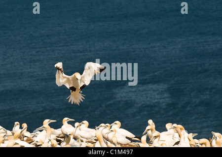 Quebec, Kanada. Nördlichen Tölpelkolonie Ile Bonaventure vor der Küste von Perce. Stockfoto