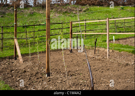 Neu gepflanzte "Coeur de Boeuf" Apfel und rote Johannisbeeren auf eine Schnur in die Frucht Training Grenzen in Painswick Rokoko-Garten Stockfoto