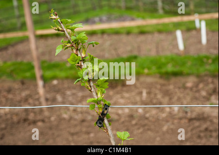 Neu gepflanzte Johannisbeer Bush auf eine Schnur in die Frucht Training Grenzen im Painswick Rokoko Garden in The Cotswolds Stockfoto