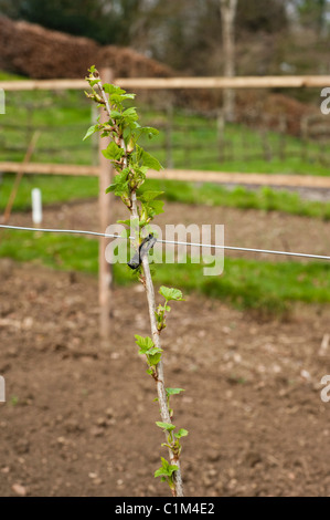 Neu gepflanzte Johannisbeer Bush auf eine Schnur in die Frucht Training Grenzen im Painswick Rokoko Garden in The Cotswolds Stockfoto