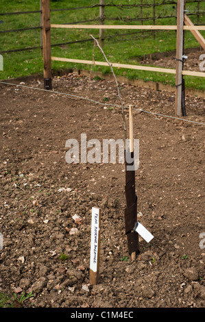 Neu gepflanzte Birne, Pyrus Communis 'Doyenne du Comice', auf einer Step-Over in die Frucht Training Grenzen in Painswick Rokoko-Garten Stockfoto
