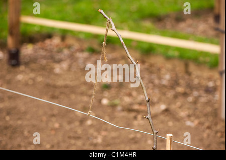 Neu gepflanzte Birne, Pyrus Communis 'Doyenne du Comice', auf einer Step-Over in die Frucht Training Grenzen in Painswick Rokoko-Garten Stockfoto