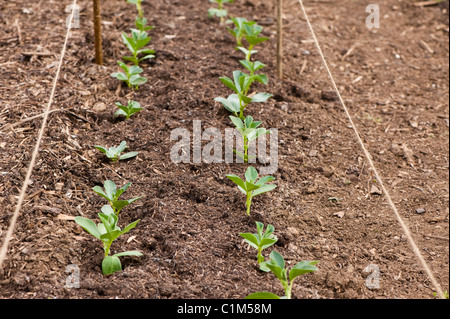 Neu ausgepflanzt Saubohne 'Aquadulce', Vicia Faba, Pflanzen Stockfoto