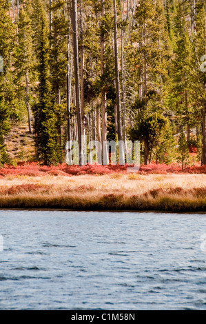 Colter Bay, Lauch Marina, Espen in Herbstfarben, Farben, Jackson Lake, Mount Moran, Teton Range, Grand-Teton-Nationalpark in Wyoming Stockfoto