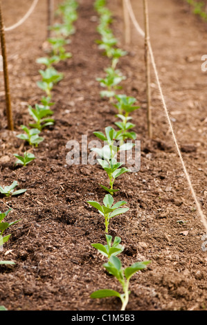 Neu ausgepflanzt Saubohne 'Aquadulce', Vicia Faba, Pflanzen Stockfoto