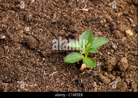 Pflanzen Sie neu ausgepflanzt Saubohne 'Aquadulce', Vicia Faba, Stockfoto