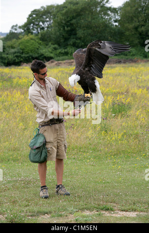 Weißkopfseeadler aka amerikanische Seeadler Haliaeetus Leucocephalus, Accipitridae. Gefangener Vogel mit Handler, Hawk Conservancy Stockfoto