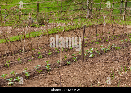 Reihen von ausgepflanzt neu Saubohne 'Aquadulce' und Erbse "Meteor" und "First Feltham" Gartenpflanzen Stockfoto