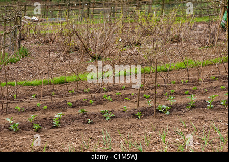 Reihen von ausgepflanzt neu Saubohne 'Aquadulce' und Erbse "Meteor" und "First Feltham" Gartenpflanzen Stockfoto