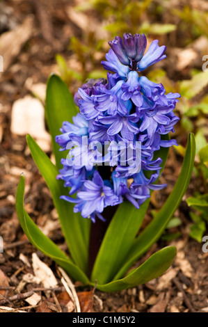 Niederländische Hyazinthe Hyacinthus Orientalis "Delfter Blau", in voller Blüte Stockfoto