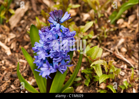 Niederländische Hyazinthe Hyacinthus Orientalis "Delfter Blau", in voller Blüte Stockfoto
