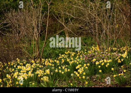 Narzissen und Helleborus blüht im Gebüsch im Painswick Rokoko Garden in The Cotswolds Stockfoto