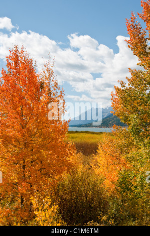 Colter Bay, Lauch Marina, Espen in Herbstfarben, Farben, Jackson Lake, Mount Moran, Teton Range, Grand-Teton-Nationalpark in Wyoming Stockfoto