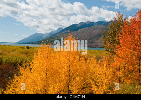 Colter Bay, Lauch Marina, Espen in Herbstfarben, Farben, Jackson Lake, Mount Moran, Teton Range, Grand-Teton-Nationalpark in Wyoming Stockfoto