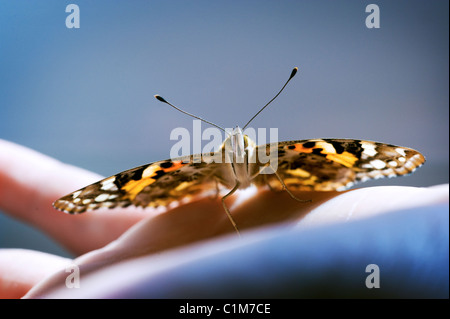Zucht-Schmetterlingen Stockfoto