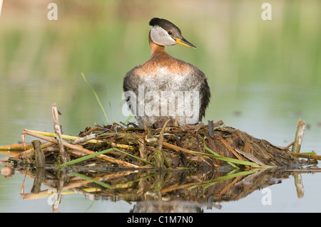 Red-necked Grebe Podiceps Grisegena auf ihrem Nest See Osakis Minnesota USA Stockfoto