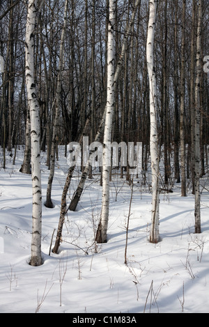 Weiße Birke Betula Papyrifera & Beben Aspen Populus Tremuloides Wald späten Winter N Michigan USA Stockfoto