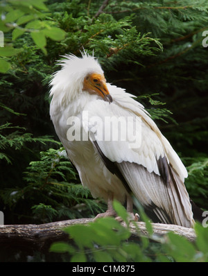 Schmutzgeier, Neophron Percnopterus, Accipitrinae. Stockfoto