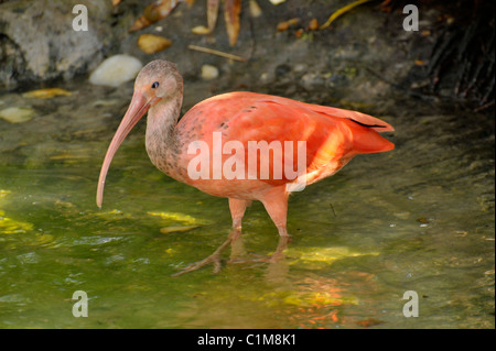 Lowry Park Zoo St. Petersburg Florida Scarlet Ibis Stockfoto