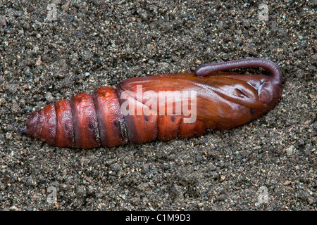 Tabak Hornworm, aka Tomaten Hornworm Erwachsenen Carolina Sphinx Moth (Manduca Sexta) Michigan USA Stockfoto