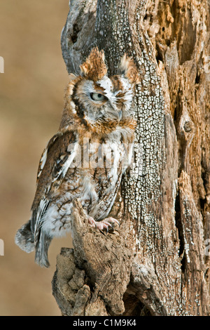 Common Screech Owl (Megascos asio) Rufous oder rote Phase, Herbst, Ost-USA, von Skip Moody/Dembinsky Photo Assoc Stockfoto