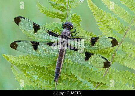 Zwölf-Punkt Skimmer Libellula pulchella auf Farn frond E USA, von Skip Moody/Dembinsky Photo Assoc Stockfoto