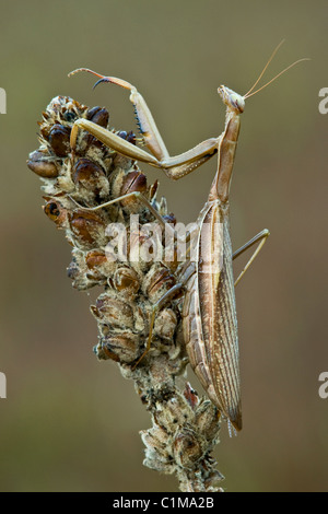 Chinesische Gottesanbeterin Tenodera Sinensis auf gemeinsame Königskerze Verbascum Thapsus im Osten der USA zu Pflanzen Stockfoto