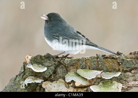 Schiefer-farbigen oder dunklen Augen Junco Hyemalis Männchen singen östlichen Nordamerika Stockfoto