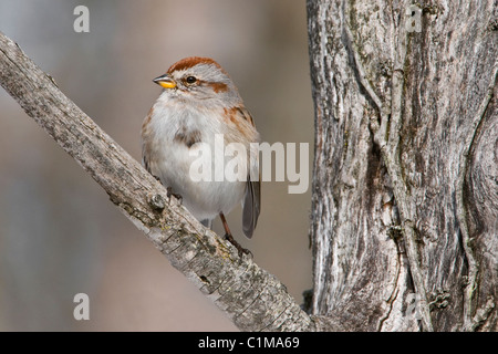 American Tree Sparrow Spizella Arborea männlichen östlichen Nordamerika Stockfoto