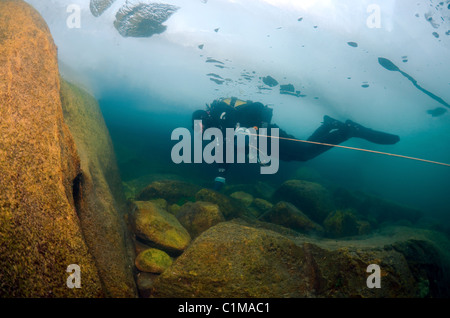 See Baikal Schwamm (Lubomirskia Baicalensis) Stockfoto