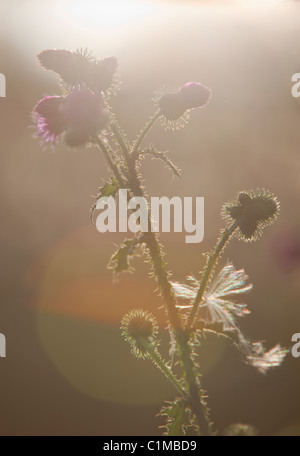 Silhouette der Vermehrung Klettenpflanze ( arctium , Asteraceae ) , Finnland Stockfoto