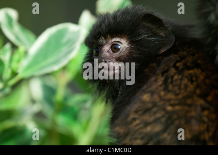 Rothändige tamarin Stockfoto